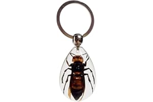 FlyingBean KeyChain With Real Insect Specimens, Animal Taxidermy Collection, KeyRing Crafts