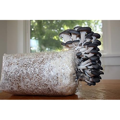 Root Mushroom FarmOyster Mushroom Growing Kit-3 pound log?Packaging May Vary) Patio, Lawn & Garden, Gardening & Lawn Care, Plants, Seeds & Bulbs