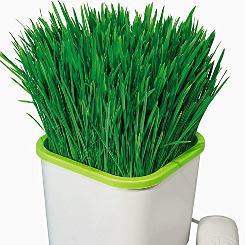 Automatic seed pet grass food sprouts seed pretreatment bulbous plants hydroponic Sprouter