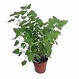 Lemon Balm Perennial Herb Plant - Heirloom - Melissa - 3