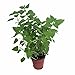 Lemon Balm Perennial Herb Plant - Heirloom - Melissa - 3" Pot