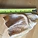 JUMBO SIZE Cows Ears for Dogs by Patriot Pet, All Natural Dog Chews 10 Pack. Cow Ears for dogs of any Size. Perfect Dog Chew Treats that is Long Lasting.