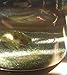 Supershrimp (Group of 10, Tank/Container not Included), Only Guaranteed to be Authentic and Have a Life Arrival Guarantee if Bought from Petshrimp