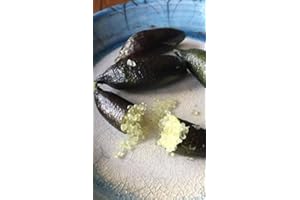 TANG STORE Freshly Picked 40 gram (1.41 oz) Finger Lime Fingerlimes aka Citrus Cavia, 6 to 8 pices