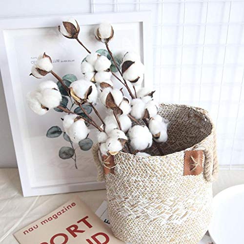 DomeStar Cotton Stems, Natural Dried Cotton 8 Packs Total 15 Bolls Cotton Sprigs Cotton Blooms Floral Stems for Vase Fillers