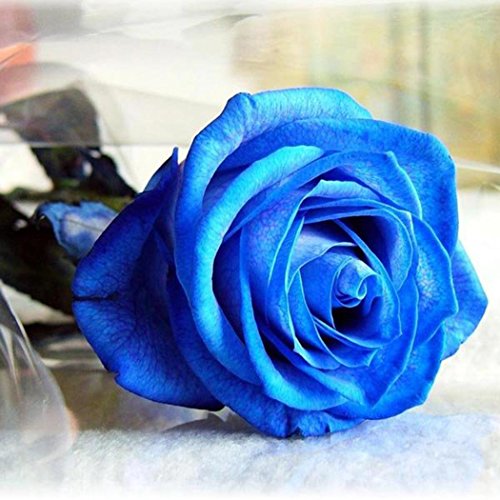 LEANO Seed 50 Pcs Colorful Rose Flower Seeds for Home Balcony Garden Yard Potted Decoration - //coolthings.us
