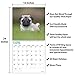 unp 2020 Pug Puppies Wall Calendar by Bright Day, 16 Month 12 x 12 Inch, Cute Dogs Puppy Animals Adorable Canine