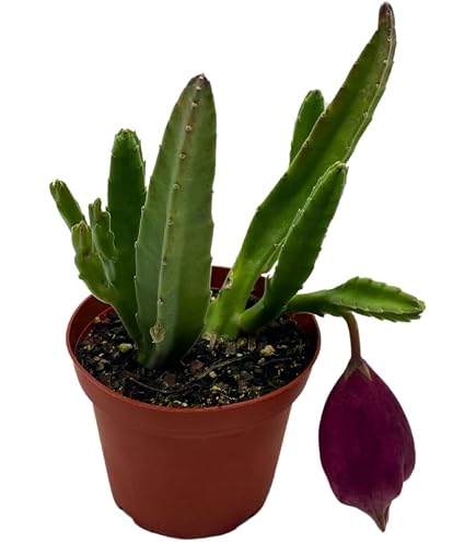 Euphorbia neohumbertii Blue Leaf (BOG) Exotic Madagascar Palm Cacti Rare Seed 10 Seeds, Succulent, Cactus