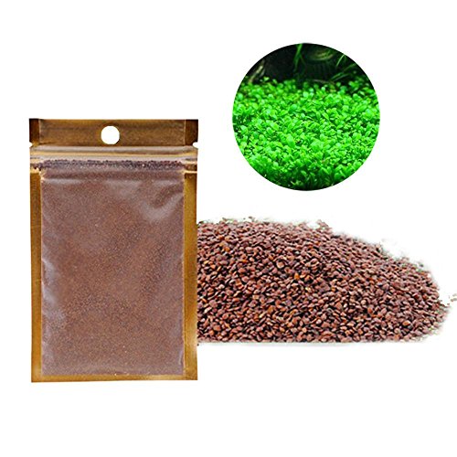 Aquarium Plants Seeds Aquatic Glossostigma Hemianthus Callitrichoides Water Grass Seeds for Fish Tank Rock Lawn Garden Decor -Small Leaf