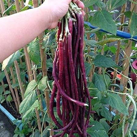 IndianAgro Red Burgundy Cowpea Vegetable Seeds - Long - Hybrid Variety Barbati Seeds - 30 Red Bean Vegetable Seeds