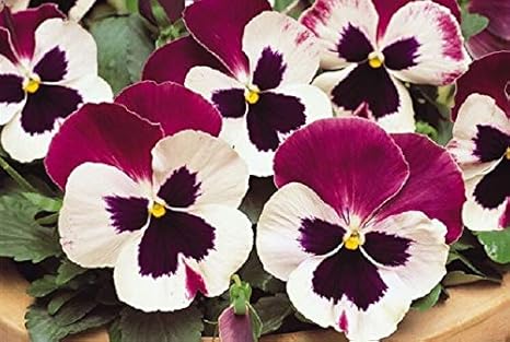 Amazon Co Jp Seedsパッケージだけでなく S Alarge咲いパンジーの種行列hローズウィング明るいピンク 紫 ホーム キッチン