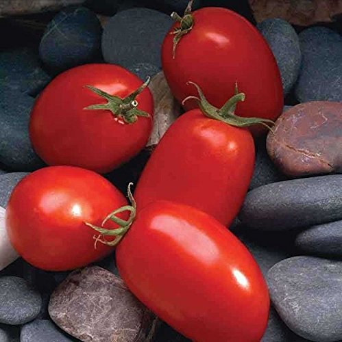 Shoopy Star 25 - EED: Peacevine Tomate Cherry EED freh Comer ...