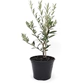 American Plant Exchange Arbequina Olive Tree &ndash; Live 5-Inch Pot, Fruit Bearing Tree, Cold Hardy Edible Variety for Containers, Patios, and Mediterranean-Inspired Gardens
