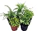 Mini Ferns for Terrariums/Fairy Garden - 5 Different Plants-2