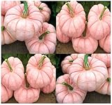 5 x Porcelain Doll F1 Pink Pumpkin Seeds - RARE EXOTIC for FUND RAISING - By MySeeds.Co