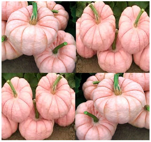 5 x Porcelain Doll F1 Pink Pumpkin Seeds - RARE EXOTIC for FUND RAISING - By MySeeds.Co