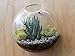 Pack of 2 Larger Wall Bubble Terrariums Glass Bowl 6“ Wall Mounted Glass Vase for Dried Flowers Tillandsia Air Plants Holders Wall Hanging Succulents Planters