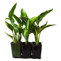 9Greenbox Live Plants, Orange Bird of Paradise, 4 Pound (Pack of 6)
