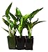 9Greenbox Live Plants, Orange Bird of Paradise, 4 Pound (Pack of 6) primary