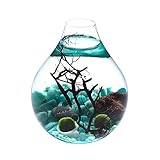 Fashion Table Aquarium - Live Moss Ball, Sea Fan, Amazonite Gravels, Seashell, Red Volcano Rock, Work Desk Decoration Indoor Decor