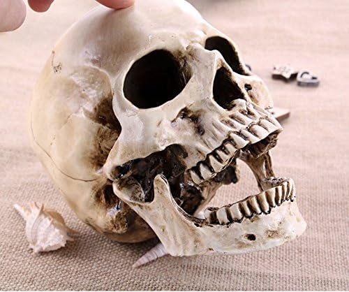 New Human Skull Replica Resin Model Medical Lifesize Realistic 1:1