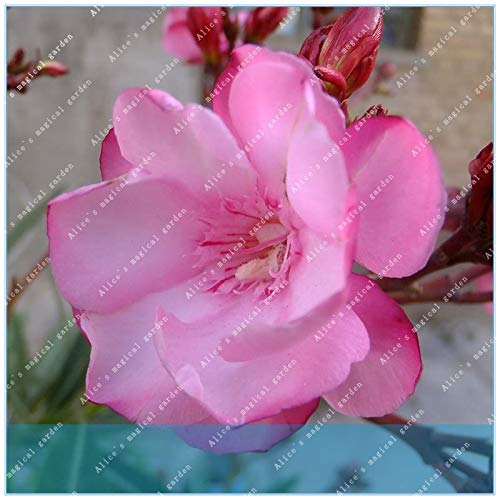 Go Jardin Zlking 100 Pcssac Importé Mixtes Nerium Laurier