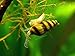 Aquatic Arts 5 Live Assassin Snails (Clea helena - 1/2 to 1 Inch) - Removes All Pest Snails