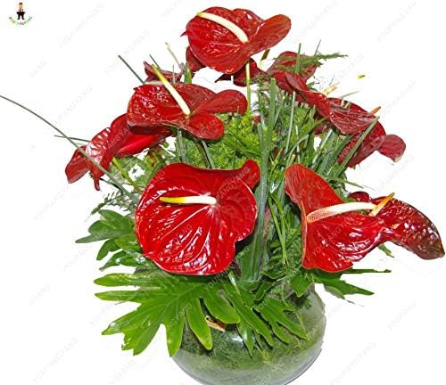 MAPPLEGREEN Big Sale 50pcs Flower Plants Anthurium Andraeanu plantas Balcony Potted DIY Planting Anthurium Bonsai for Home Garden Brown