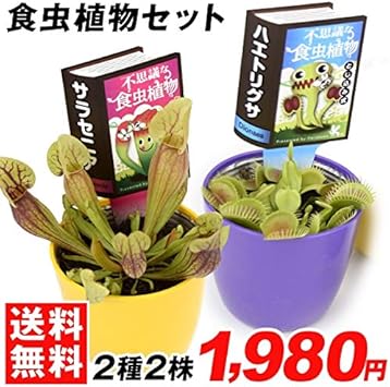 Amazon 国華園 食虫植物セット 2種2鉢 各1鉢 鉢 プランター