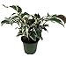 Fusion White Peacock Plant - Calathea - Easy House Plant - 4