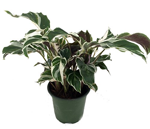 Fusion White Peacock Plant - Calathea - Easy House Plant - 4