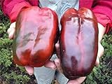 Seeds Sweet Pepper Krasnyy Velikan - Red Giant Organic Russian Heirloom Seed