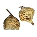 Chinese Praying Mantis Egg Case- Two Pack (2021 egg cases)