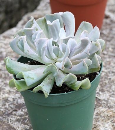 Silver Succulent Plant Echeveria 'Topsy Turvy' - 4" Potted Hens and Chicks Plant