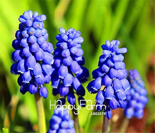 Grass Pot Seed Plant 100 Pieces/Bag New Arrival!Blue Violet Purple Grape Hyacinth Flower Bonsai Garden Decoration Leader Potted Plant Flores