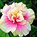 dds5391 100Pcs Exotic Coral Flower Hibiscus Seeds Gardening Giant Home Garden Plant