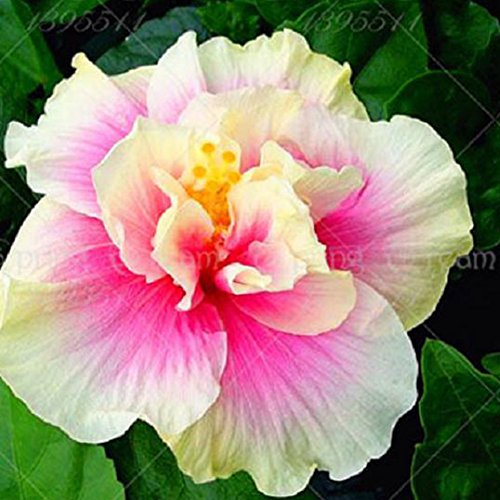 dds5391 100Pcs Exotic Coral Flower Hibiscus Seeds Gardening Giant Home Garden Plant