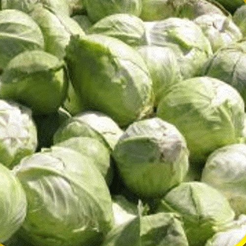 1/4 Lb Early Jersey Wakefield Cabbage Seeds - Everwilde Farms Mylar Seed Packet