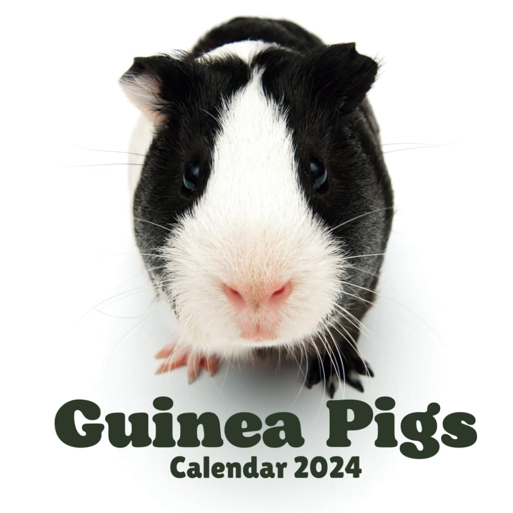 Guinea Pigs Calendar 2024: September 2023 to December 2024 Monthly Organizer To Keep Track Of Dates with Amazing Aimals Design
