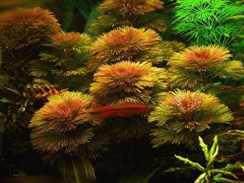 Premier Plants Red Cabomba (Cabomba Furcata) LIVE Aquarium Plants
