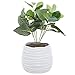 5.5 Inch White Ceramic Wavy Design Plant Flower Planter Container Pot/Decorative Centerpiece Bowl Vase primary
