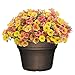 Capello Planter, 15.5