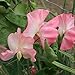 Sweet Pea - Valerie Harrod - 50 Seeds