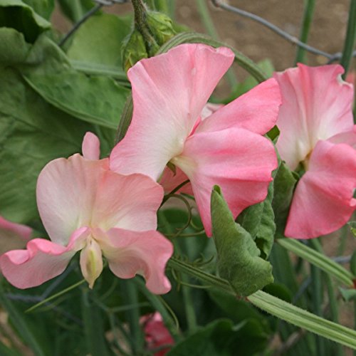 Sweet Pea - Valerie Harrod - 50 Seeds