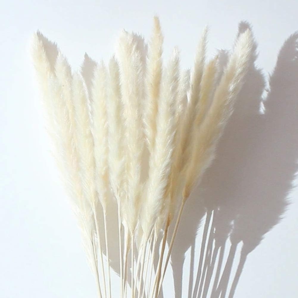 Anddyam Palladium Pampas Grass Decor Dried Pampa, Home Decor, Photographing Tool，Wedding Decor (White, 25 pcs)