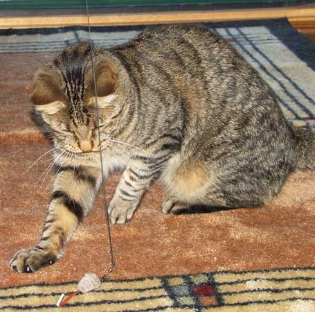 Go Cat Refill - Cat Catcher Mouse Toy Accessory