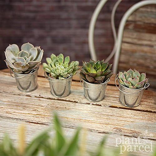 Echeveria Mix - House / Office Live Indoor Pot Plant - Ideal Wedding Favour Gift
