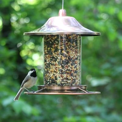 Perky-Pet Comedero para pájaros con tejado y Percha Circular ...