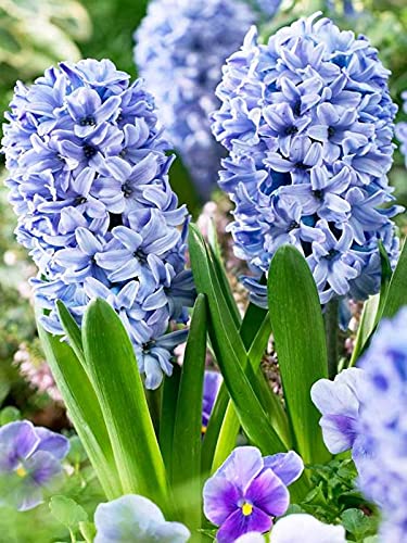 FernsFly IMP. Hyacinth Aromatic Charming Flower Bulbs Winter Flower Home Pot / Land Gardening Bulbs Blooming planting (Pack of 15 Delft Blue Hyacinth)