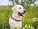 MLB St. Louis Cardinals Licensed PET COLLAR- Heavy-Duty, Strong, and Durable Dog Collar. Available in 29 Baseball Teams and 4 Sizes